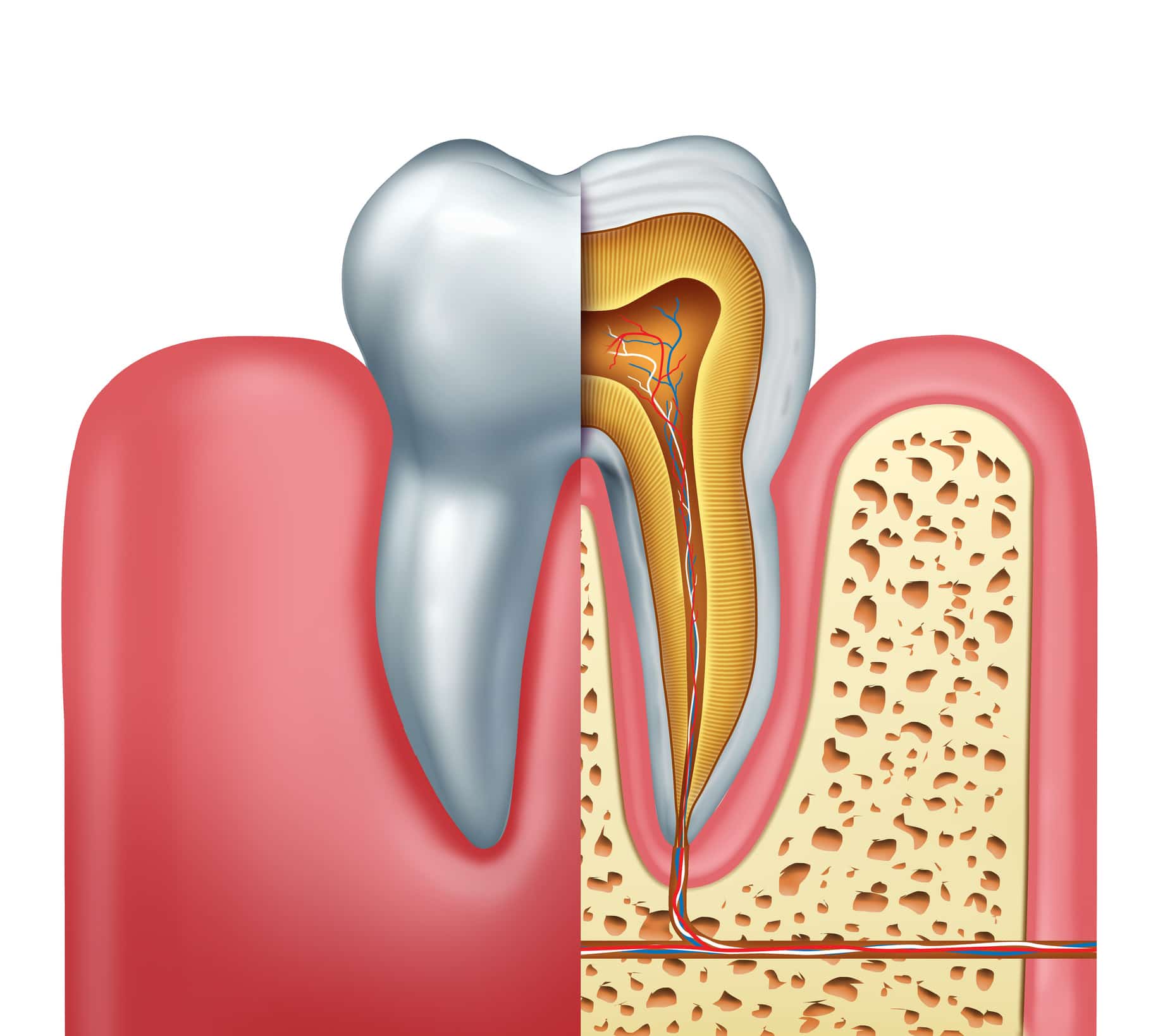 illustration of molar